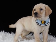 广州博爱犬舍