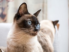 钟灵猫舍