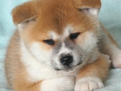 宁波库瓦兹犬