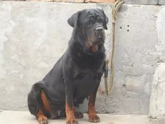 长沙宠物狗养殖