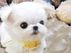 绵阳美国斯塔福郡梗