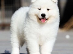 安安犬舍