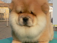 南昌硬毛指示格里芬犬