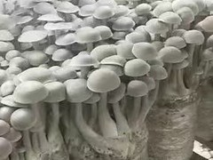 鹿茸菌种植基地