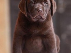 顺琦犬舍
