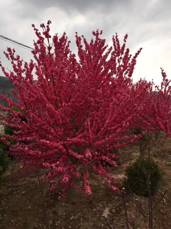 红叶碧桃批发厂家
