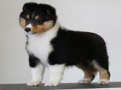 盛诚犬业