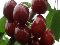 誠(chéng)志天鴻