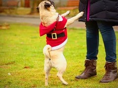 马鞍山训犬基地