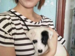 上海虹口区流浪猫狗宠物小动物收养收容救助领养中心基地站