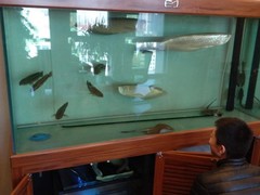 21世纪鱼缸水族维护公司