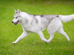 绵阳西施犬