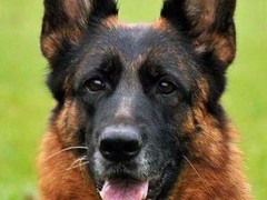 豆豆犬舍