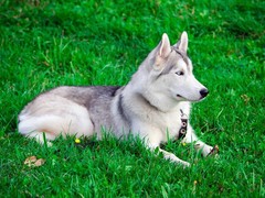 廊坊硬毛指示格里芬犬