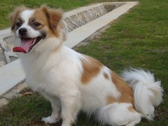 绵阳西施犬
