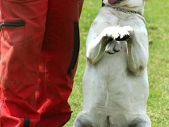 石家庄训犬基地