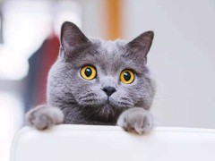 钟灵猫舍
