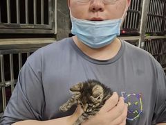上海嘉定区宠物流浪狗流浪猫小动物救助领养收容收养中心站