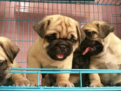 安安犬舍