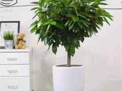 西安希美园林花卉租赁公司