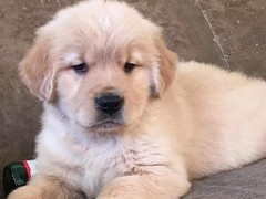 宠爱一生犬舍