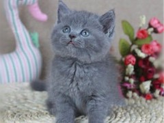 小许宠物
