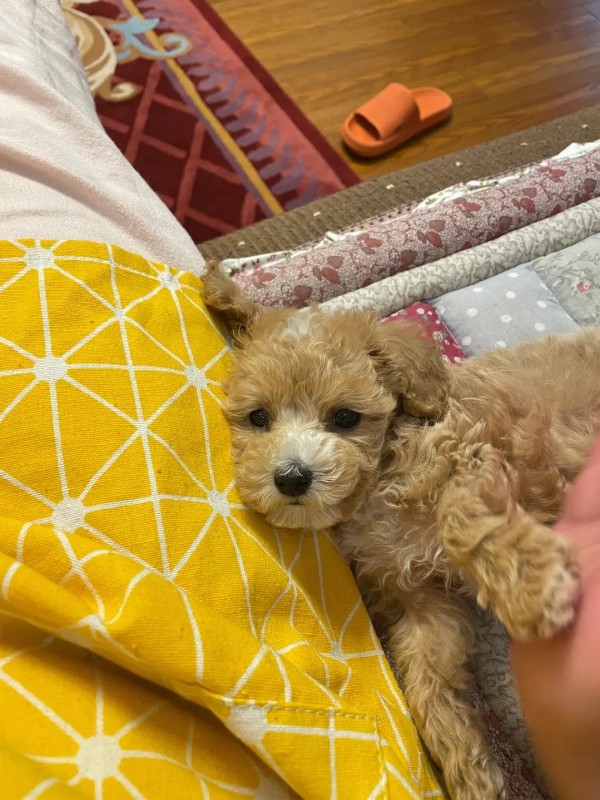 犬舍繁殖基地
