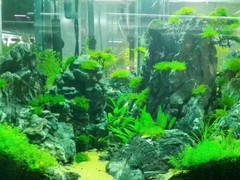 北京魚缸清洗