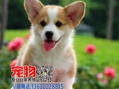 广东宠物养殖