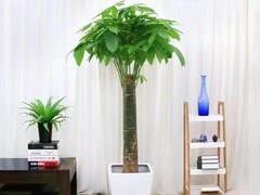 西安希美园林花卉租赁公司