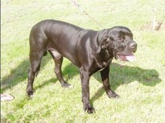 广东真顺犬业