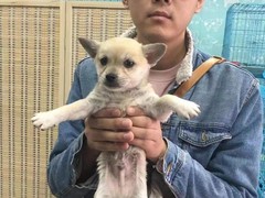 上海青浦区宠物小动物流浪狗流浪猫救助领养收容收养中心站