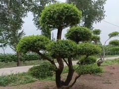 园林设计专业经营绿化工程
