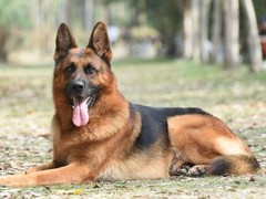 嘉兴弗莱特寻回犬