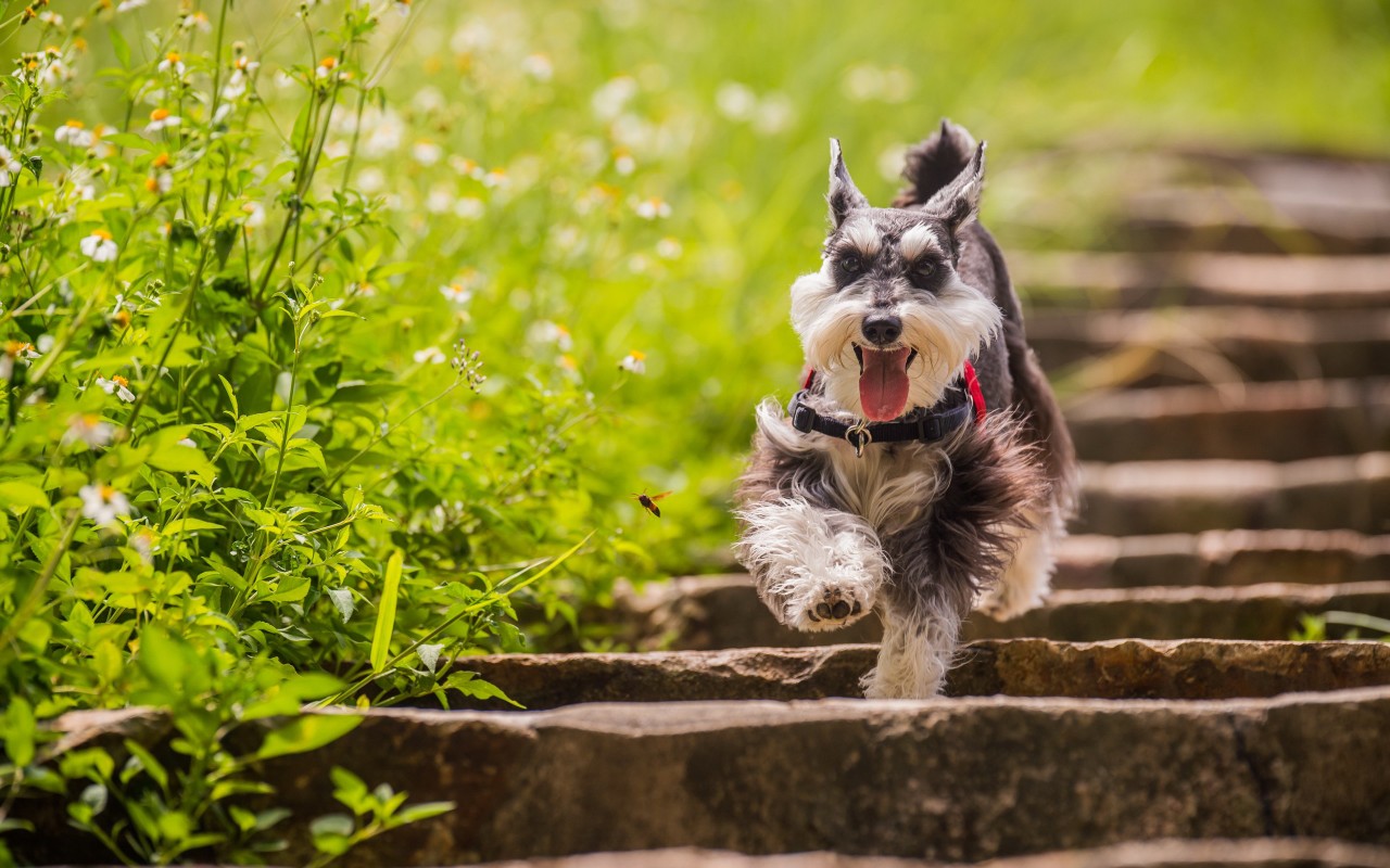 犬舍繁殖基地