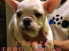 广东退伍兵犬舍