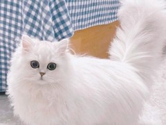 杭州蓝白多少钱