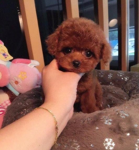 犬舍繁殖基地