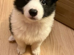 犬舍繁殖基地