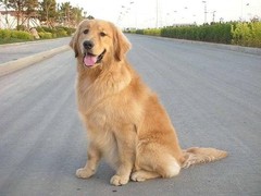 沈阳犬舍基地