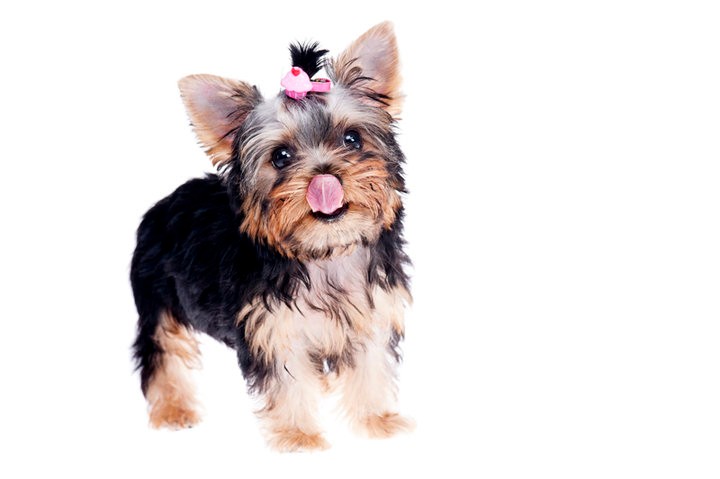 犬舍繁殖基地