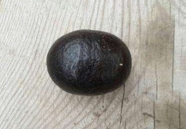 私人老板常年收购鸡宝、羊宝、牛宝、珠宝