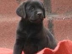 雷克萨斯~尨犬舍