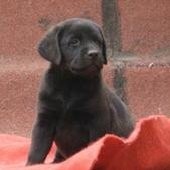 雷克萨斯~尨犬舍