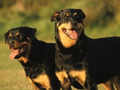 豆豆犬舍