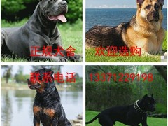 星园犬业