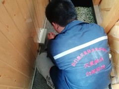 遂宁灭白蚁公司