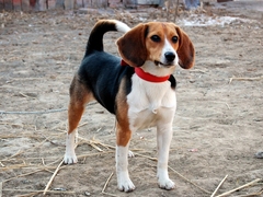 广东真顺犬业