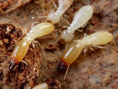 保定灭鼠公司电话