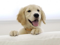 温州波尔多犬